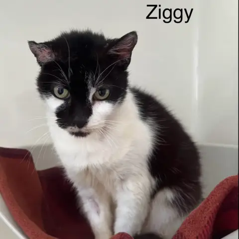 Ziggy