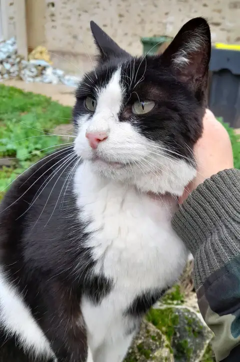 Sos Urgent Un Panier Pour Noe photo 2