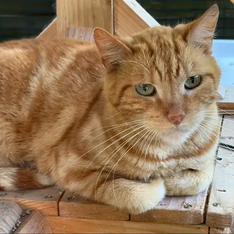 Tigrou