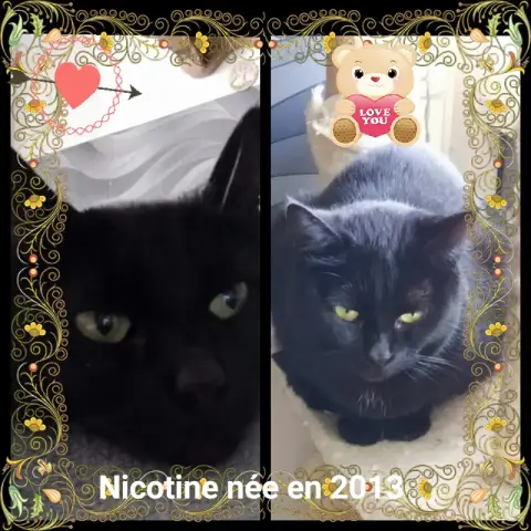 Nicotine photo 3