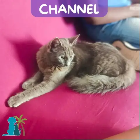Channel