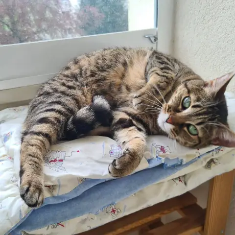 Pepette photo 2