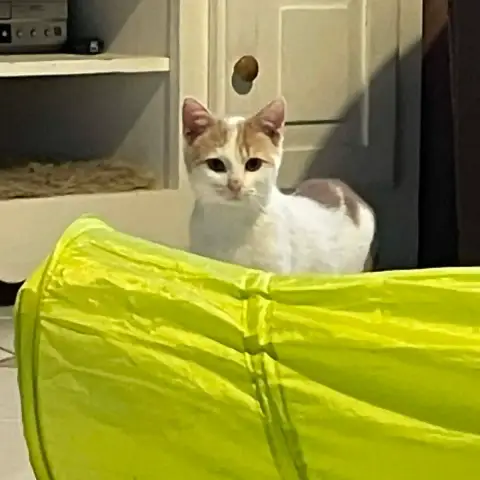 Caramel