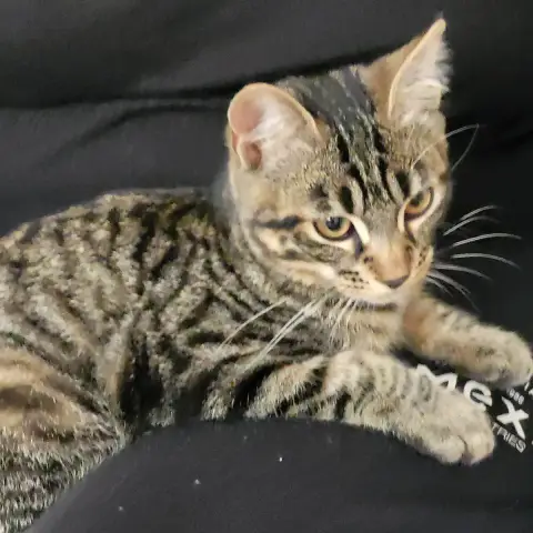 Choupette photo 2