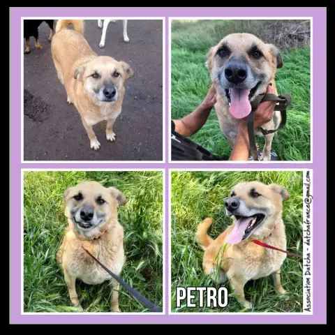 Petro