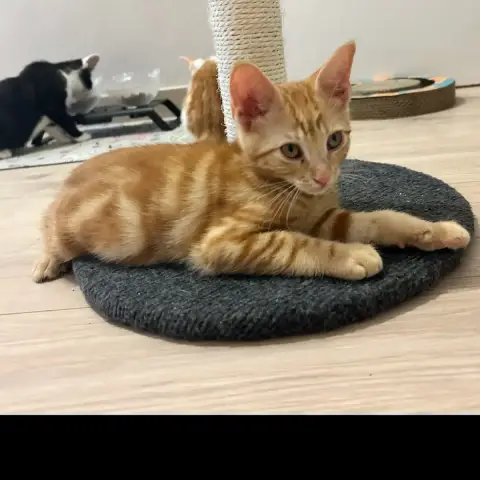 Garfield