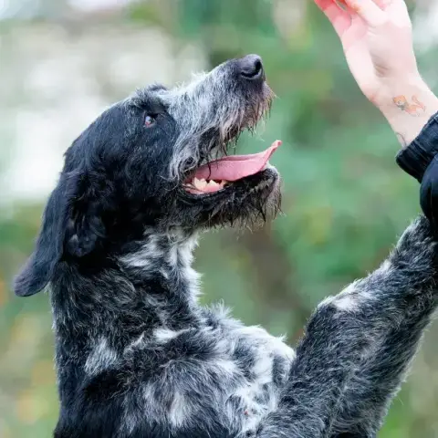 Oreo