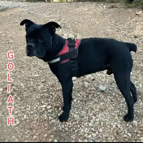 Goliath