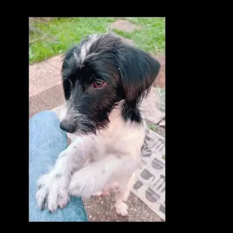 Milou photo 3