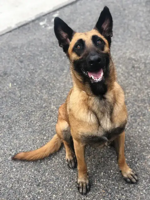 Nala photo 3