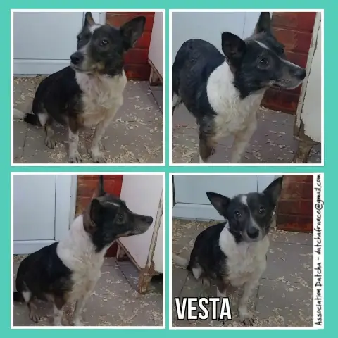 Vesta