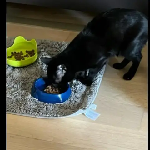 Cachou photo 2