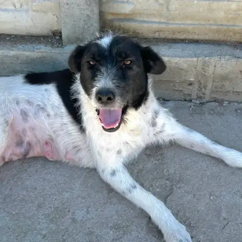 Tasha
