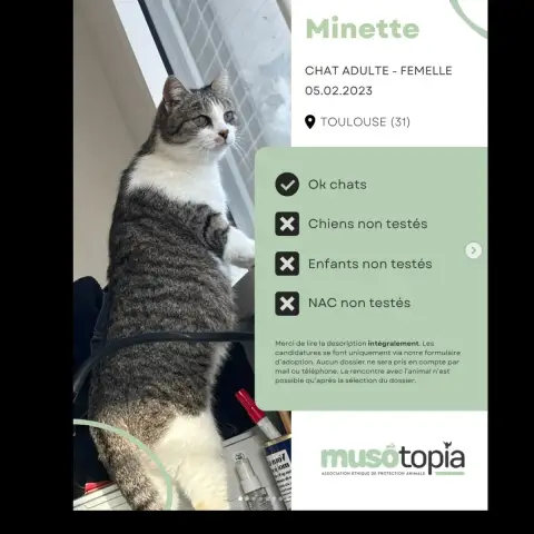 Minette