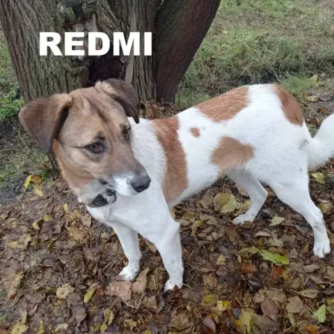 Redmi