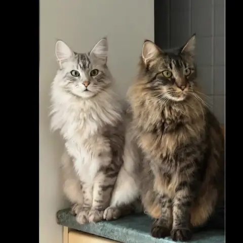 Maine Et Coon