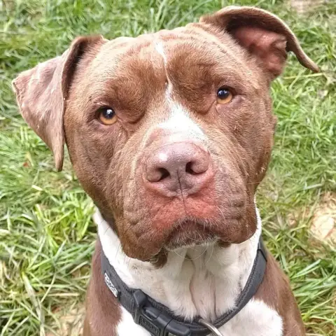 Onyx