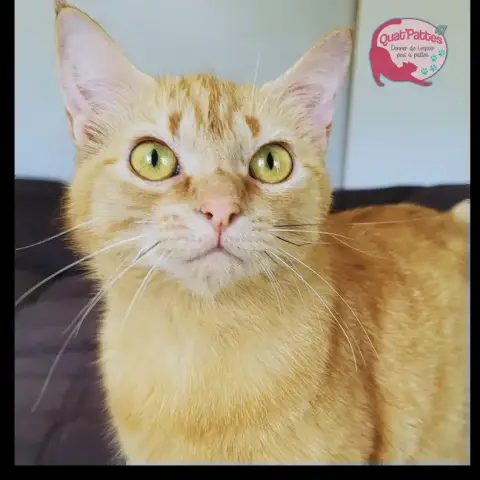 Nala photo 2