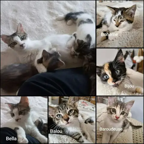 Balou  A Réserver photo 3