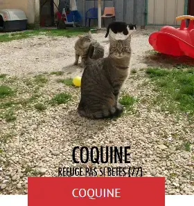 Coquine