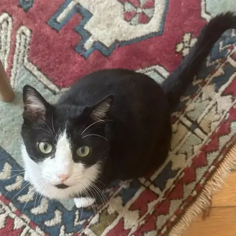 Marius