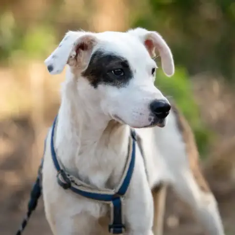Ares photo 2