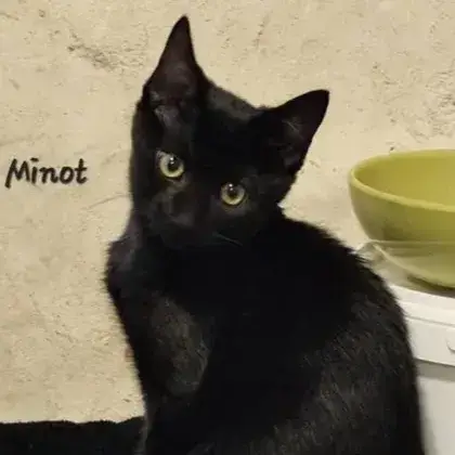 Minot