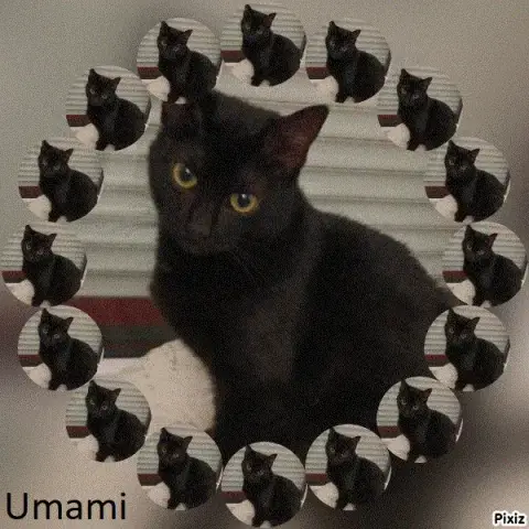 Umami
