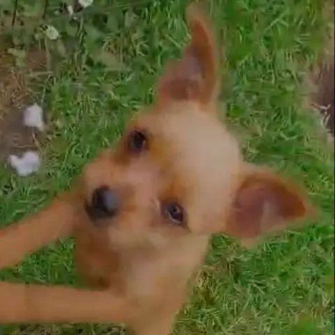 Coco photo 2