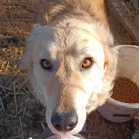 Ramona photo 3