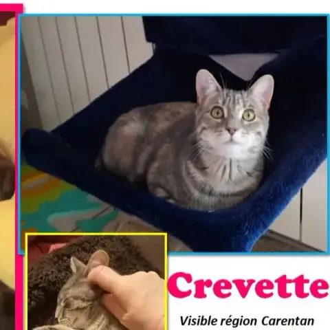 Crevette photo 2