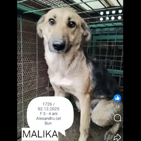 Malika