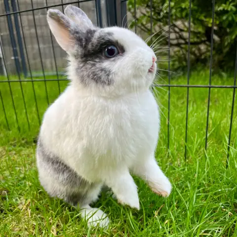 Stella