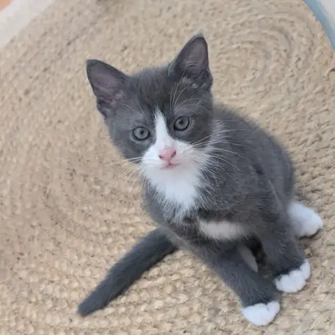 Mj