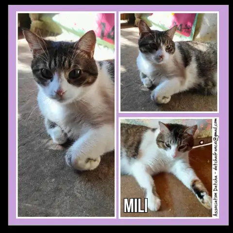Mili