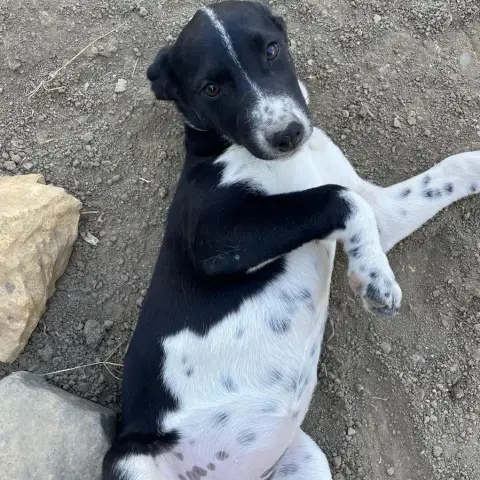 Lila