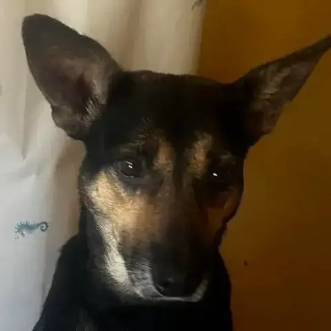 Iska