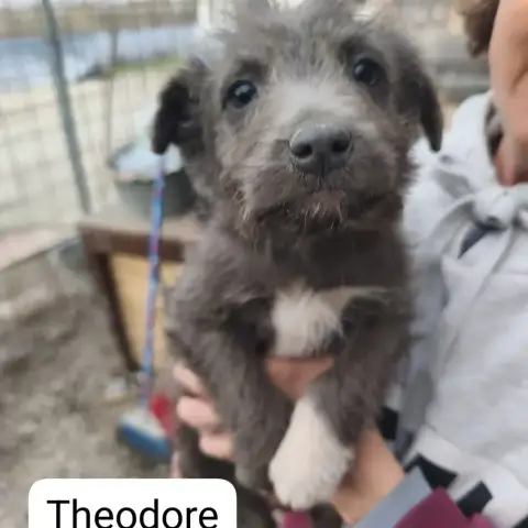 Théodore