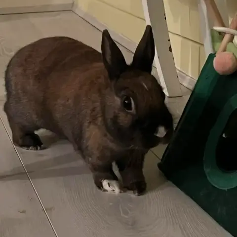 Judy