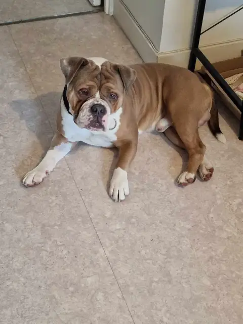 Kobi