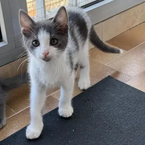 Onyx Et Mochi