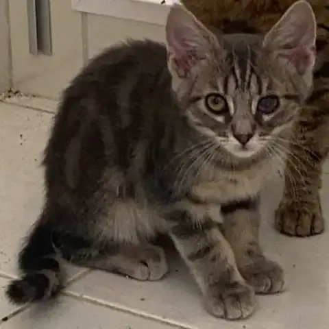 Sammy