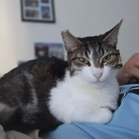 Choupette photo 2