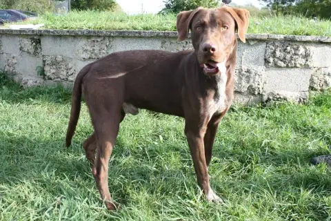 Lasko