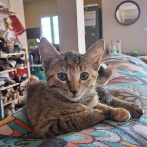 Iris