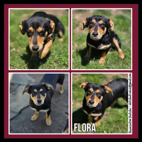 Flora