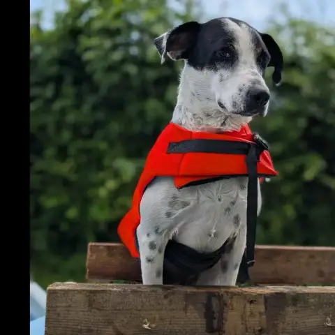Vador Le Gentil Loulou Tripatte Plein De Vie