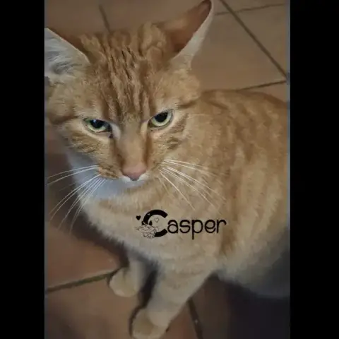 Casper
