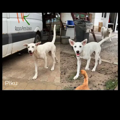Piku
