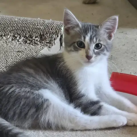 Bruce
